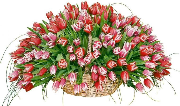 Букеты весеннего настроения: 28 идей прекрасных композиций из тюльпанов, фото № 22