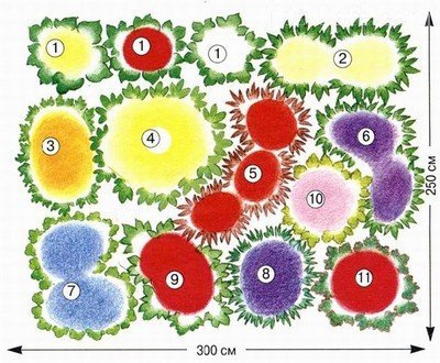  План расположения растений в цветнике