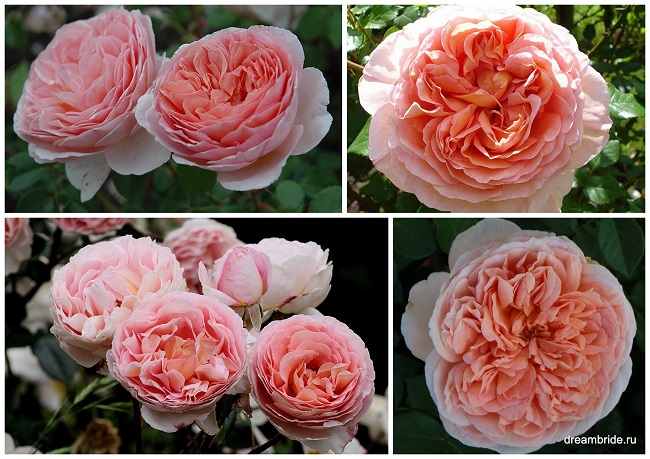 виды роз с фото и названиями_Роза Абрахам Дерби_Abraham Darby