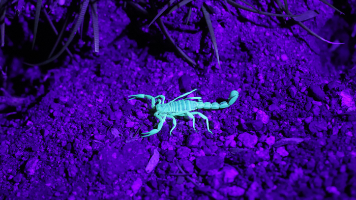 UV photo of a scorpion in teal color against purple background