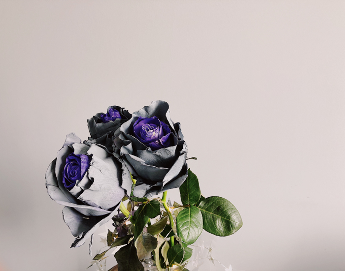 UV photo of roses in purple