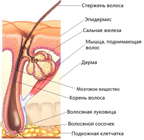 Ph волос брови. Анатомия волоса