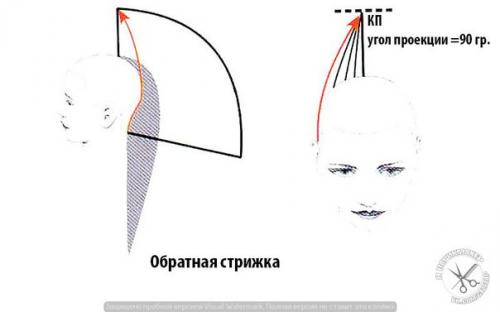 Формы стрижки. Прогрессивные формы стрижек.