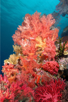 Цвета кораллов фото