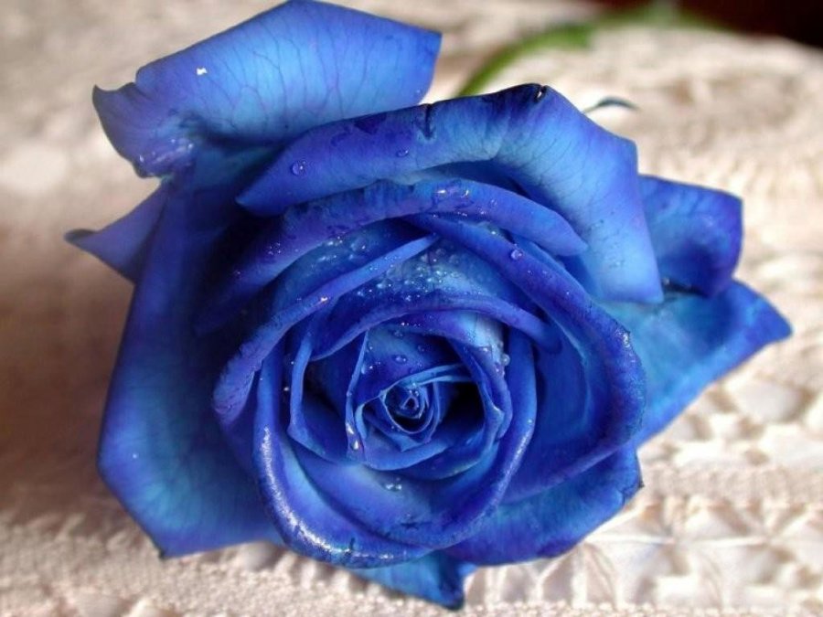 Синяя роза – синий цветок, фото