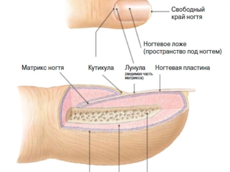 строение ногтя