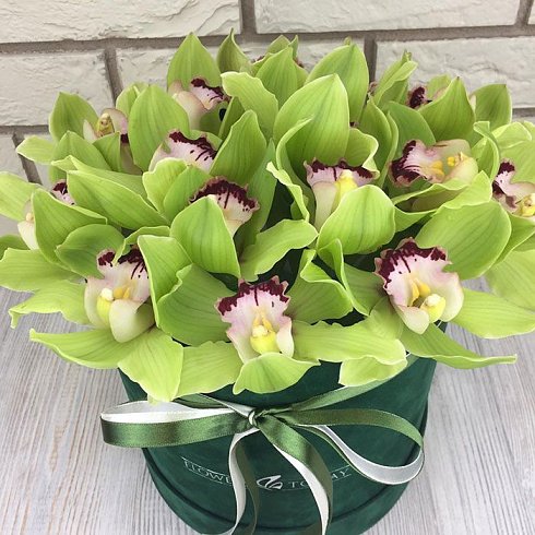 Зеленые орхидеи в коробке