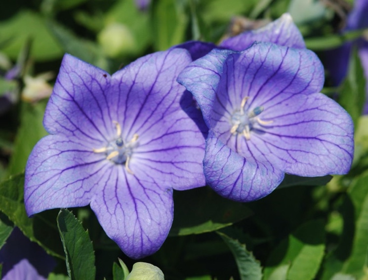 Колокольчик персиколистный (Campanula persicifolia)