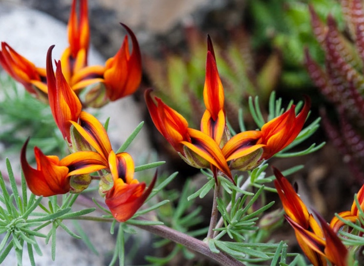 Необычные цветки Клиантус (Clianthus)