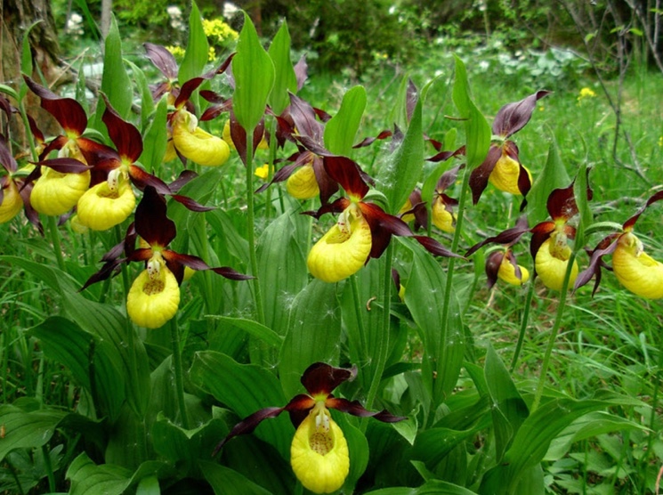 Венерин башмачок (Cypripedium calceolus)