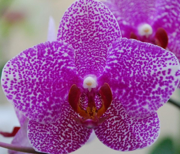 Фаленопсис (Phalaenopsis)