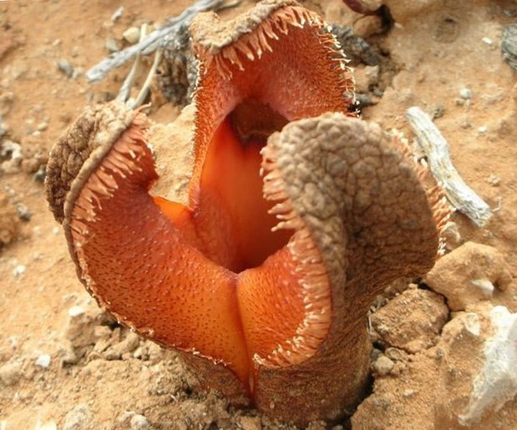 Гиднора африканская (Hydnora africana)