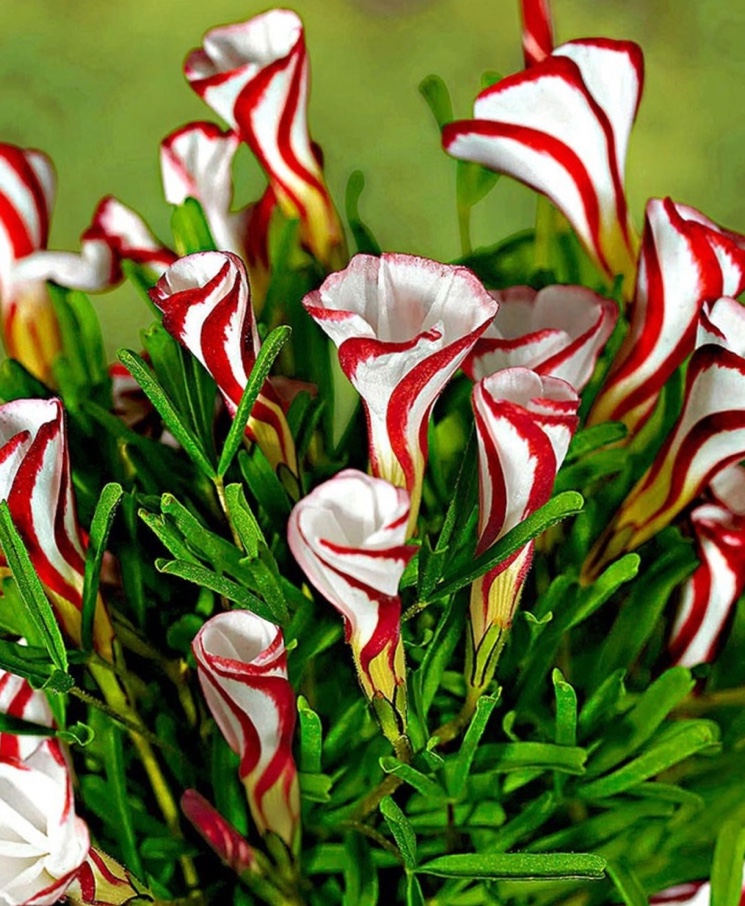 Кислица пестроцветная (Oxalis tetraphylla)