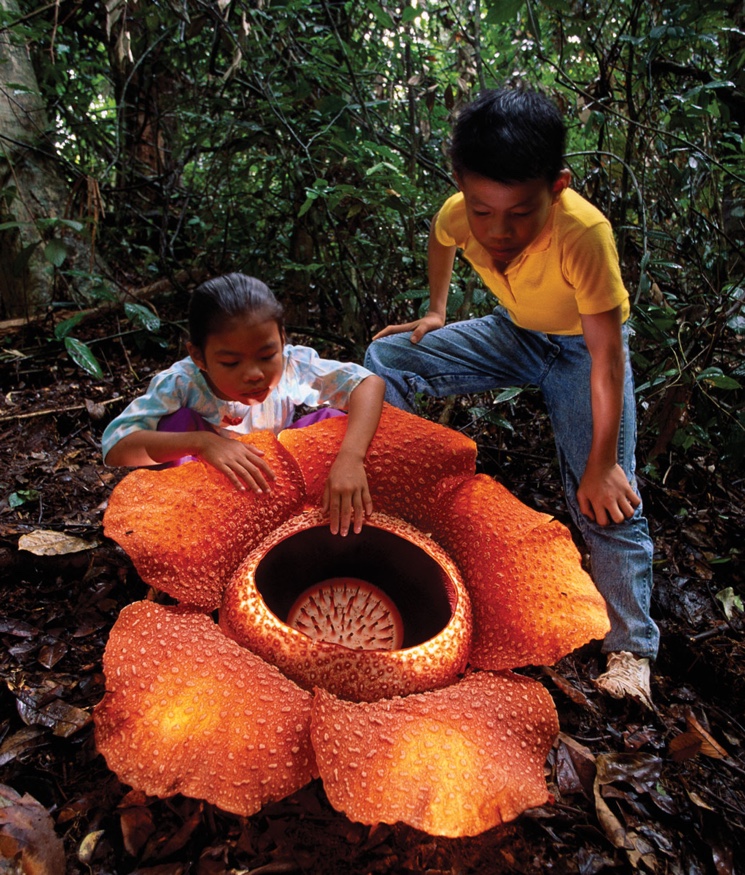 Необычный цветок Раффлезия (Rafflesia arnoldii)