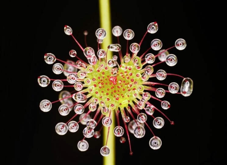 Плотоядный цветок Росянка (Drosera)