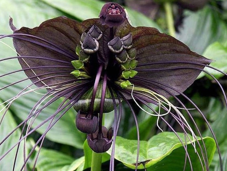 Один из самых необычных цветов - Такка Шантрье (Tacca chantrieri)