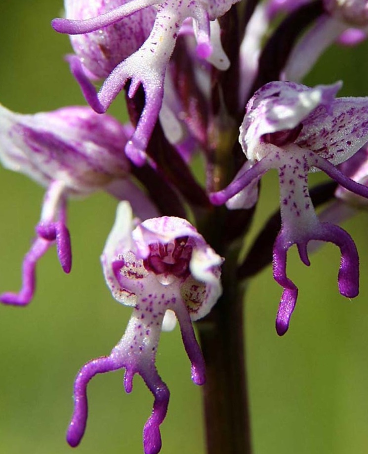 Необычный цвето в виде туловища Ятрышник обезьяний (Orchis simia)