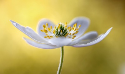 цветок белый лепестки